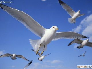 自由飞翔原唱完整版超长版本 b47c9f25ce3540d0aa77b057302c4d2d_1484542770411.jpg